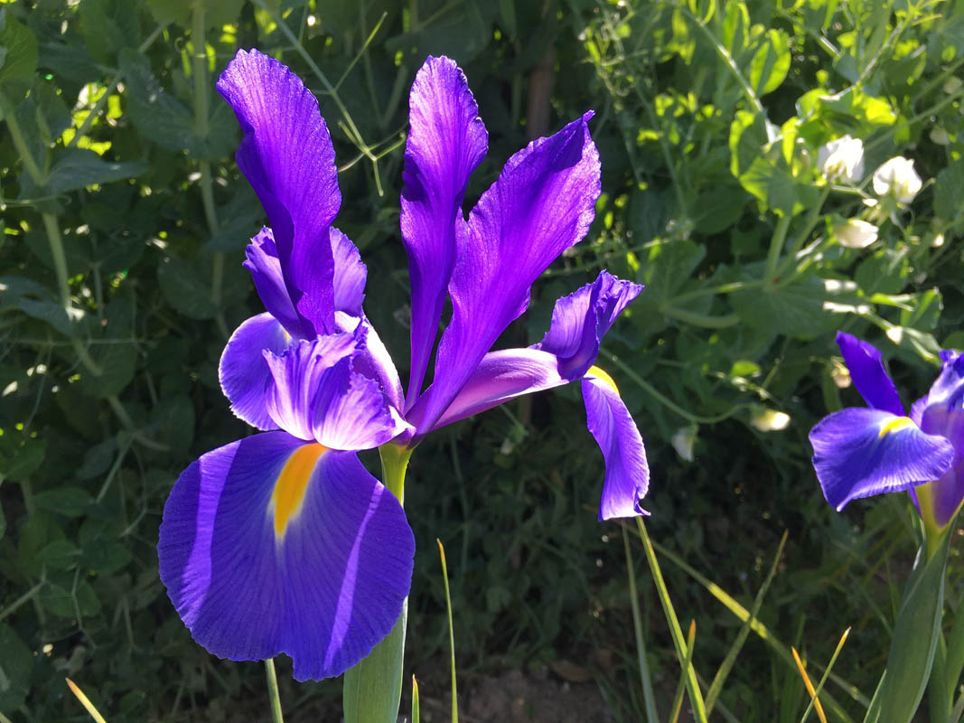 Iris × hollandica